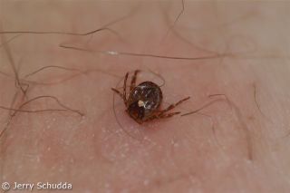 Tick