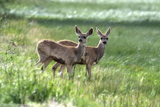 Mule Deer