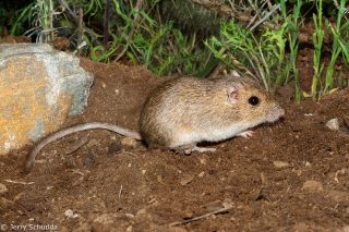 Bailey's Pocket Mouse