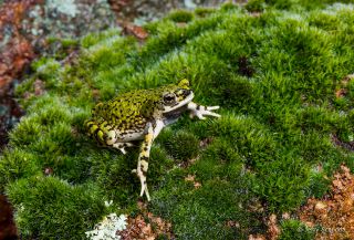 Green Toad