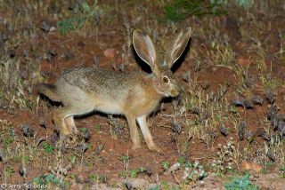 Black-tailed Jackrabbit