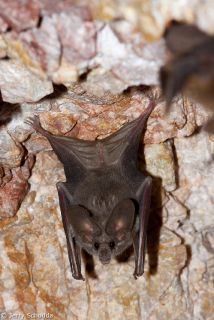California Leaf-nosed Bat