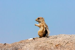 White-tailed Antelope Squirrel