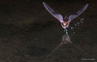 Myotis Bat