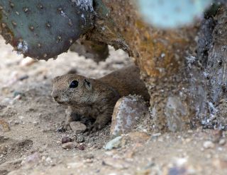 Round-tailed Ground Squirrel 