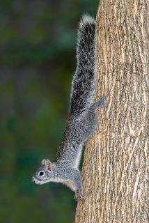Arizona Gray Squirrel