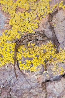 Slevin's Bunchgrass Lizard