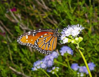 Queen Butterfly
