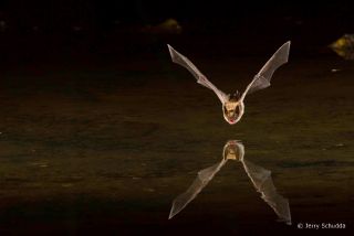 Southwestern Myotis