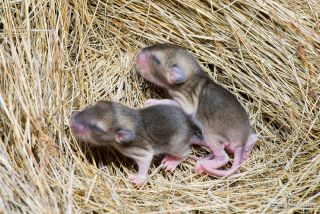 White-throated Woodrat