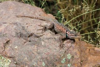 Mountain Spiny Lizard