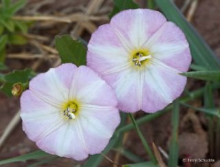 Morning Glory