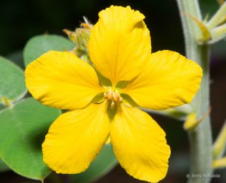 Desert Senna
