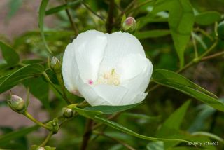 Thurber's Cotton
