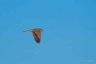 American Kestrel