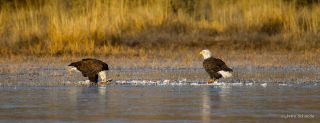 Bald Eagle