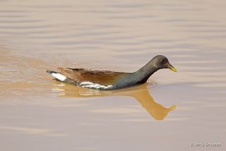 Common Moorhen