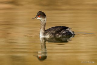 Eared Grebe