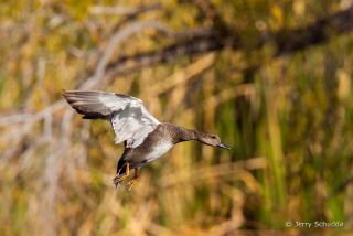 Gadwall