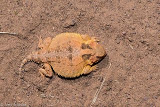 Greater Short-horned Lizard