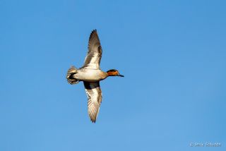 Green-winged Teal