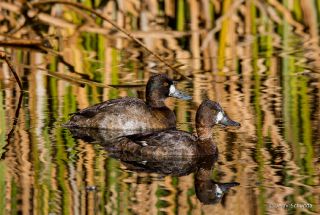 Lesser Scaup