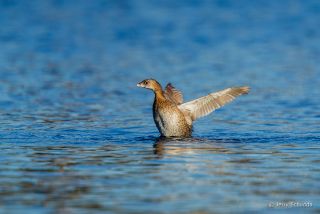 Pied-billed Grebe