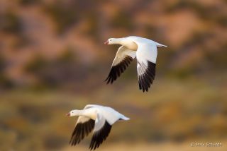 Ross' Goose
