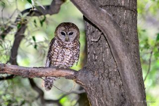 Spotted Owl