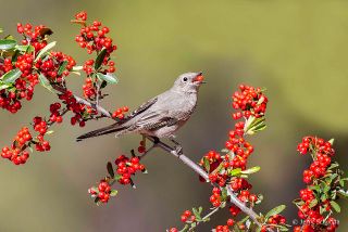 Townsend's Solitaire