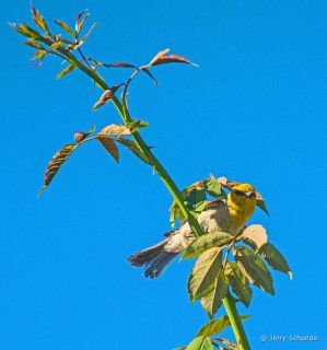 Verdin