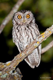 Whiskered Screech Owl