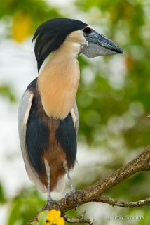 Boat-billed Heron