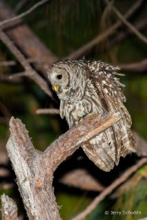 Cinereous Owl