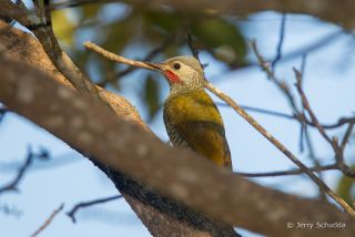 Gray-crowned Woodpecker