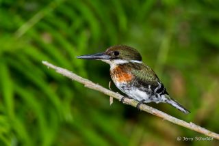 Green Kingfisher