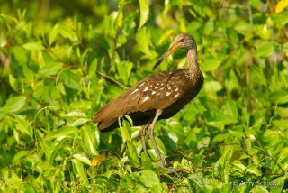 Limpkin