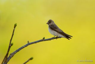 Northern Rough-winged Swallow