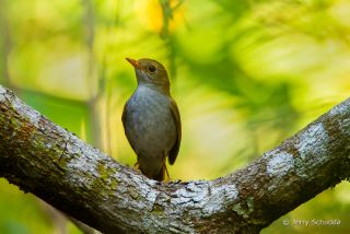 Orange-billed Nightingale-Thrush