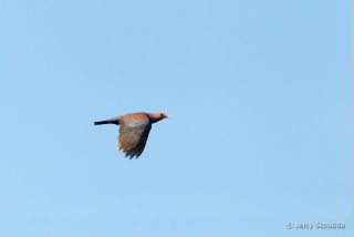 Red-billed Pigeon