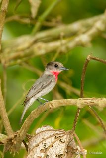 Rose-throated Becard
