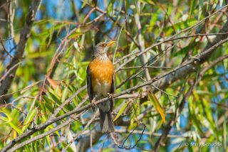Rufous-backed Robin