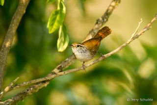 Sinaloa Wren