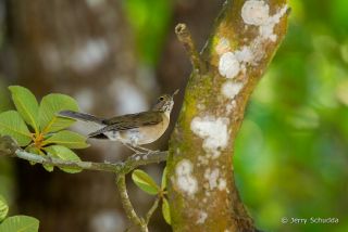 White-throated Thrush