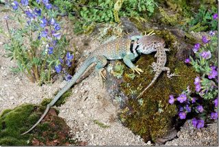 Collared Lizard