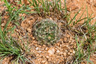 Wright Pincushion