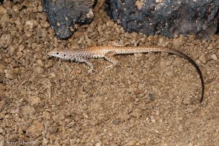 Western Whiptail