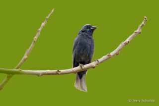 Blue Bunting