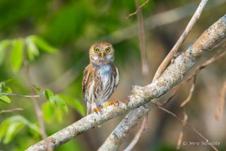 Ferruginous Pygmy-Owl
