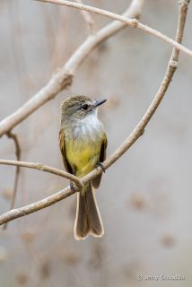 Flammulated Flycatcher